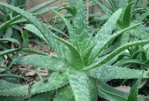 在農村種植什么比較有前景能賺錢？